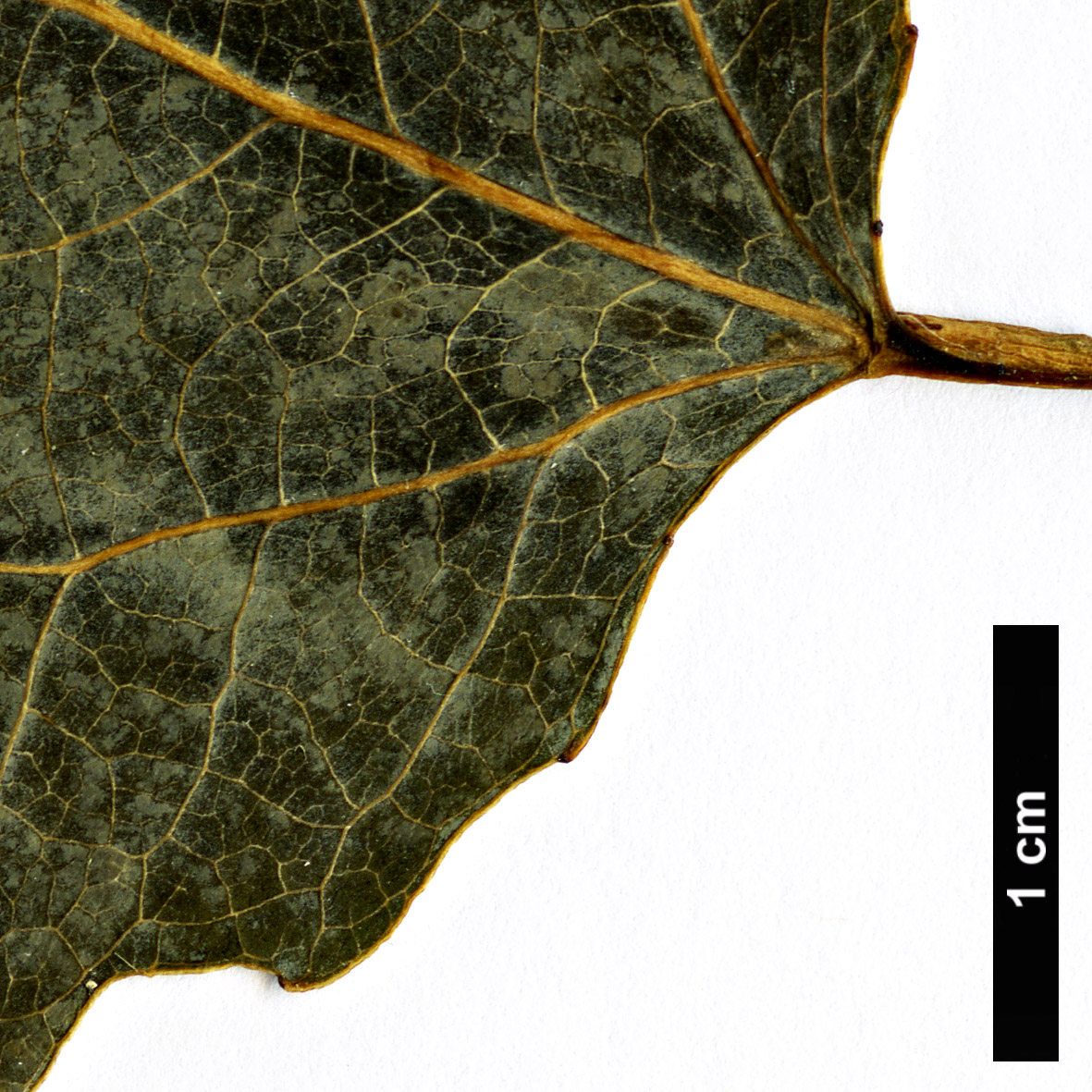 High resolution image: Family: Salicaceae - Genus: Populus - Taxon: ×wettsteinii (P.tremula × P.tremuloides)